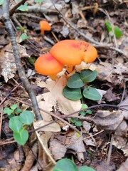 mushroom in the forest