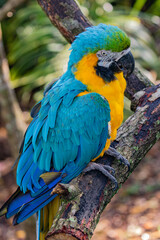 blue and gold macaw