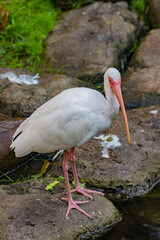 white stork in the water