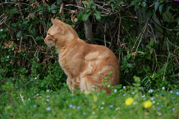 Naklejka na ściany i meble ginger cat on the grass