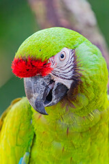 green and yellow macaw