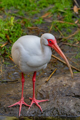 close up of a stork