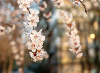 Apricot tree blossoms - 766583133