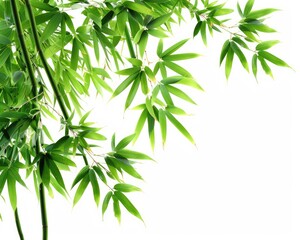 Isolated Bamboo Branches on White Background. Green Natural Leaves of Bamboo Plant Tree
