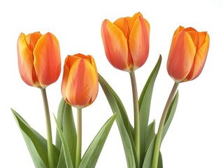 Isolated Orange Tulips on White Background. Beautiful Spring Bouquet with Vibrant Orange Tulips, Perfect for Nature-Themed Designs