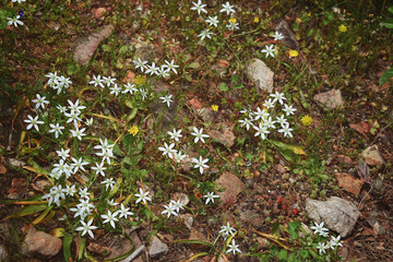 small white flowers asterisks, on the ground in green leaves. Small flowers in the shape of asterisks.