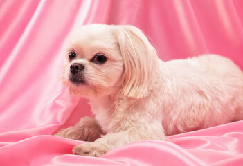 Beautiful little white dog on a pink background.
