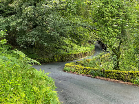 Country road winding through a lush tunnel formed by overhanging forest trees