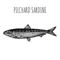 Pilchard sardine, commercial sea fish. Engraving, hand-drawn sketch. Vintage style. Can be used to design menus, fish labels and price tags, presentation of seafood and canned seafood.