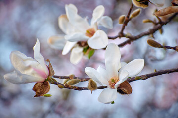 Magnolia flower blooming in the spring in the city