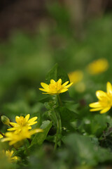 Ficaire fausse-renoncule (Ranunculus ficaria) --- Renoncule ficaire (Ficaria verna)
Ranunculus ficaria - Ficaria verna in flower
