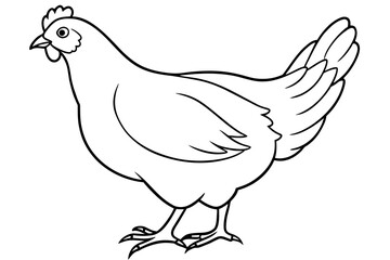 hen line art and illustration 