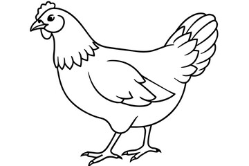 hen line art and illustration 