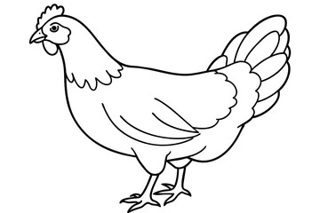 hen line art and illustration 