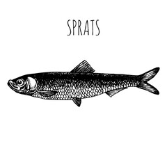 Sprat, commercial sea fish. Engraving, hand-drawn sketch. Vintage style. Can be used to design menus, fish labels and price tags, presentation of seafood and canned seafood.