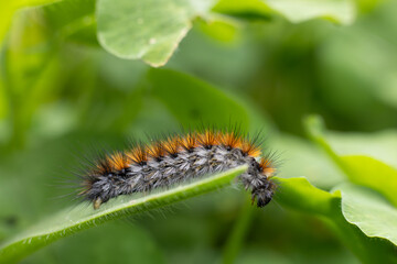 Caterpillar on a leaf