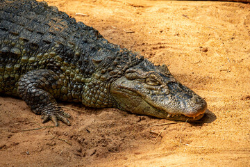 Fototapeta premium Crocodilo