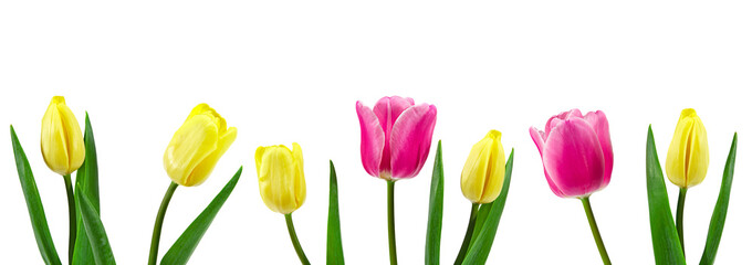 pink and yellow tulips isolated on white background. clipping path