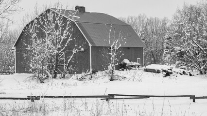 Black and white barn with snowy landscape in foreground. Snowy landscape with wooden rail fence. Pale sky over the side of a barn with gray roof.  Colorado winter scene with snowy ground and trees.