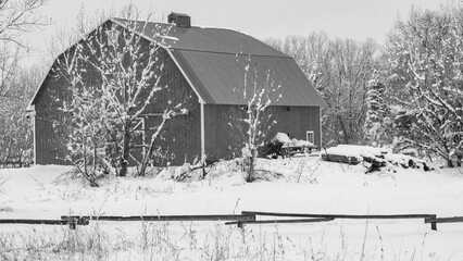 Fototapeta premium Black and white barn with snowy landscape in foreground. Snowy landscape with wooden rail fence. Pale sky over the side of a barn with gray roof. Colorado winter scene with snowy ground and trees.