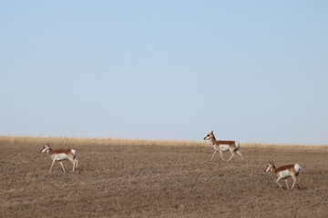 Running antelope in grassy field.  Brown and white mammal with horns running across a tan grassy...