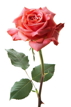 A realistic photography of red rose, isolated.