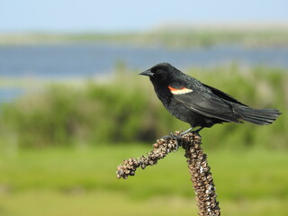 A red-winged blackbird perched on a wooly mullein plant at the Edwin B. Forsythe National Wildlife Refuge, Galloway, New Jersey.