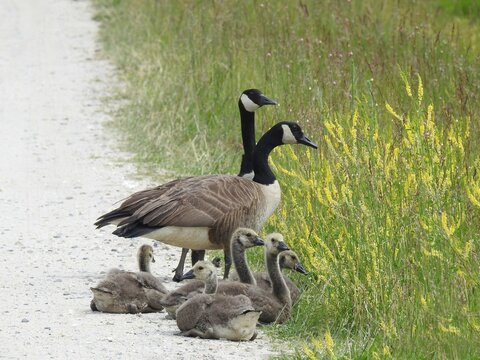 A family of Canadian geese enjoying life at the Edwin B. Forsythe National Wildlife Refuge, Galloway, New Jersey.  