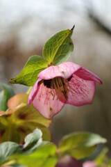 Hell&eacute;bore orientale (Helleborus orientalis)
Helleborus orientalis in flower
