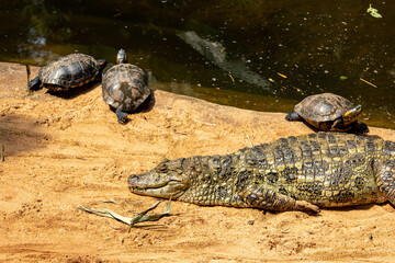 Crocodilos