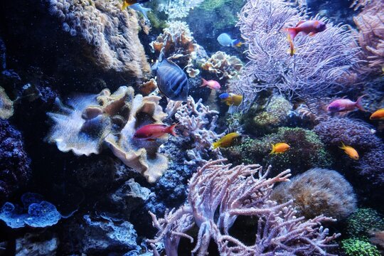 Beautiful living corals with colorful tropical fish in an aquarium.