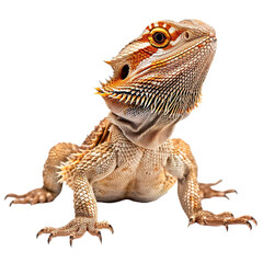 Bearded dragon lizzard isolated on white or transparent background