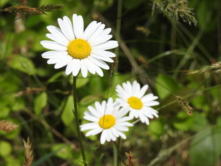 Oxeye daisies bloomed within the wilderness of the Edwin B. Forsythe National Wildlife Refuge, Galloway, New Jersey.