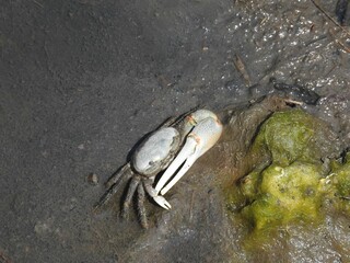 Atlantic sand fiddler crab living in a muddy salt marsh within the Edwin B. Forsythe National Wildlife Refuge, Galloway, New Jersey. 