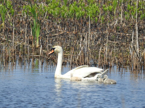 A mother mute swan and her babies enjoying a beautiful spring day at the Edwin B. Forsythe National Wildlife Refuge, Galloway, New Jersey