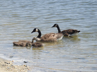 A family of Canadian geese feeding on aquatic invertebrates, within the shallow water along the shores of the Edwin B. Forsythe National Wildlife Refuge, Galloway, New Jersey.