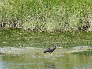 A glossy ibis enjoying a beautiful spring day within wetlands of the Edwin B. Forsythe National Wildlife Refuge, Galloway, New Jersey.