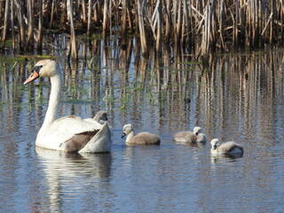 A mother mute swan and her babies enjoying a beautiful spring day at the Edwin B. Forsythe National Wildlife Refuge, Galloway, New Jersey.