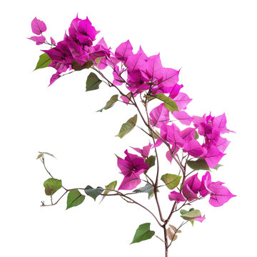 Bush tree flower of bougainvillea isolated on white or transparent background