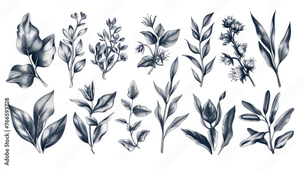 Poster Collection of different types of leaves and flowers, suitable for various design projects