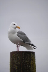 A seagull on a wooden dock post on Vancouver Island in Cowichan Bay, British Columbia, Canada