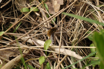 Bombyle (Bombylius major)
Bombylius major in its natural element
