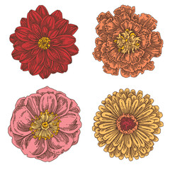 Set of vintage flowers. Dahlias, rosehip, marigolds. Color.  Engraving style. Vector illustration.	