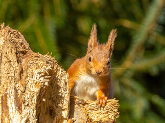Cute little scottish red squirrel in the forest