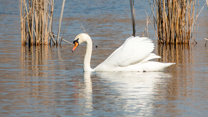 swan on the lake