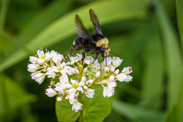 Bee lands on a flower