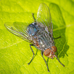 close up of fly