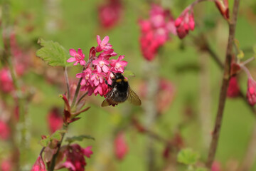 Bourdon des prés (Bombus pratorum)
Bombus pratorum in its natural element
