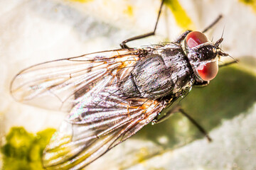 close up of fly