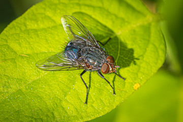 close up of fly